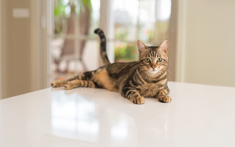 Conociendo a tu gato: 3 comportamientos felinos comunes explicados